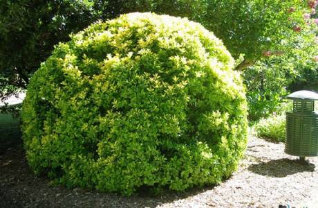 euonymus