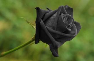 Roses noires