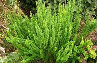 Barberry din Thunberg