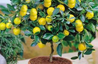 Citronu koks
