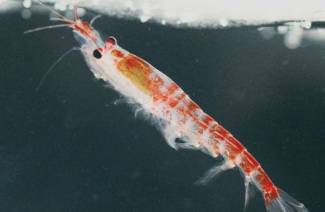 Krill คืออะไร