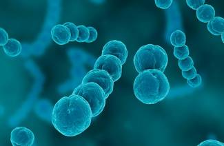 Streptococcus group A