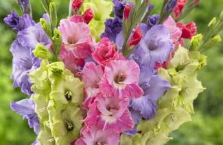 Gladiolus - istutus ja hoito ulkona
