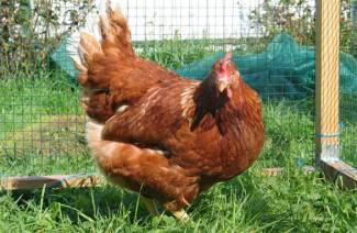 ผสมพันธุ์ไก่สำหรับผู้เริ่มต้น