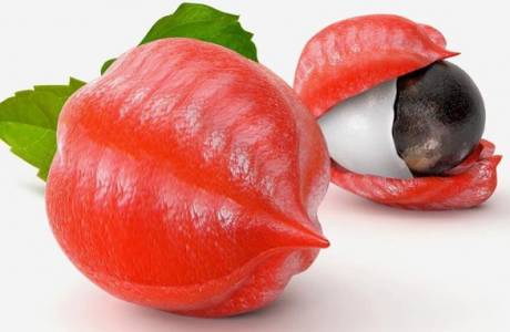 Guarana là gì