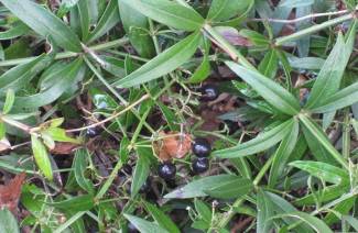 Madder dyeing