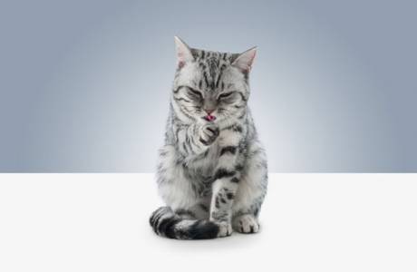 Comment enlever les vers d'un chat