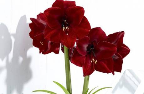 Hippeastrum