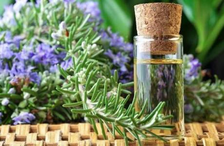 Proprietà medicinali e controindicazioni del rosmarino
