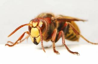 Mitä tehdä, jos hornet on purettu