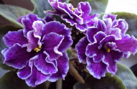 Cómo cuidar las violetas