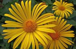 สรรพคุณทางยาและข้อห้ามของ elecampane