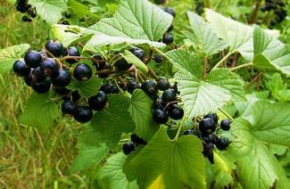 Fermentation des feuilles de cassis