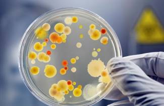 Che cos'è la toxoplasmosi?