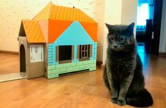 Maison de chat de bricolage