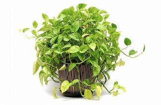 Epipremnum