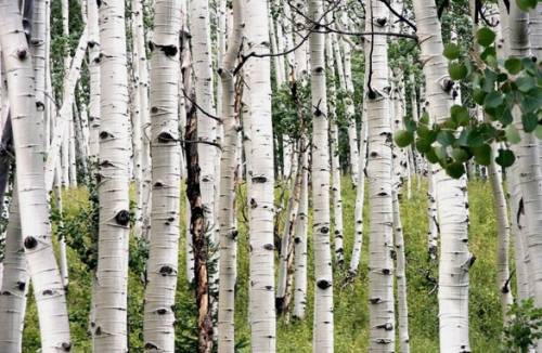 Birch Juice Beverage Recipes