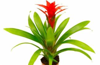 Guzmania