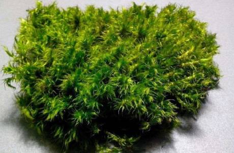 Sphagnum