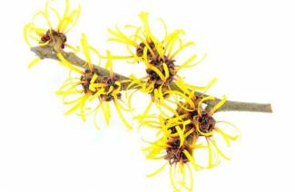 Hamamelis