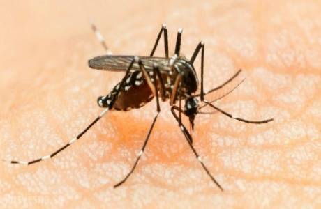 Kutanöz leishmaniasis