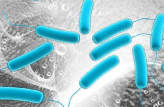 Pseudomonas aeruginosa