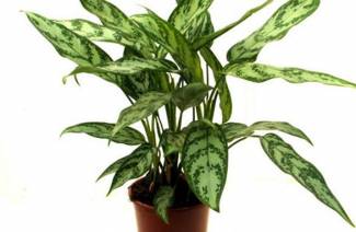 aglaonema