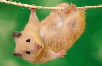 Hamsterilelut