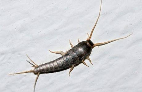 Paano mapupuksa ang silverfish sa isang apartment