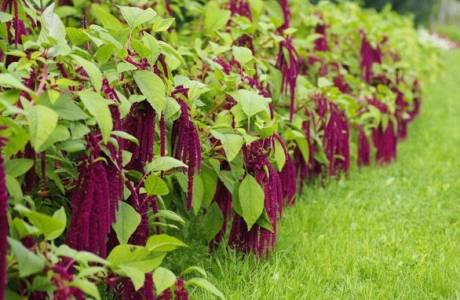 Was ist Amaranth?