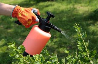 Pulverização de árvores frutíferas na primavera