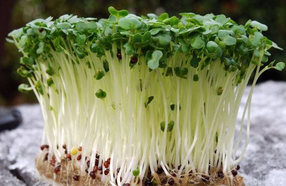 Watercress