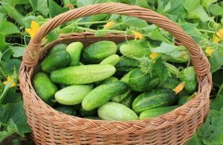 Comment pincer les concombres