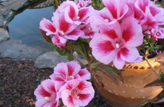 Godetia