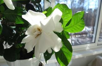 Gardenia - kotihoito