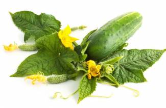 Cultiver des concombres sur le balcon
