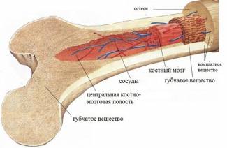 Come diventare un donatore di midollo osseo