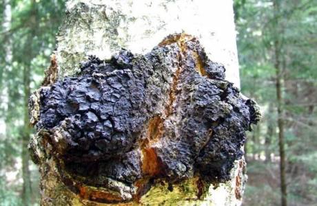 Nützliche Eigenschaften und Anwendung von Chaga