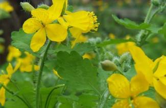 Celandine cho bệnh ung thư