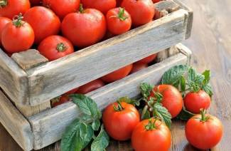 Les variétés les plus fructueuses de tomates en pleine terre