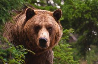 Proprietà medicinali e controindicazioni del grasso dell'orso