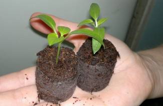 Pilules de tourbe