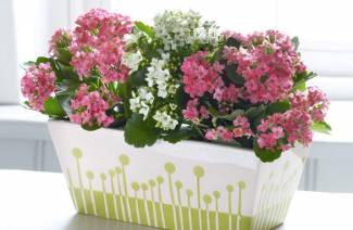 Kalanchoe - kotihoito