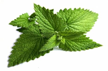 Quand choisir la menthe pour sécher pour l'hiver