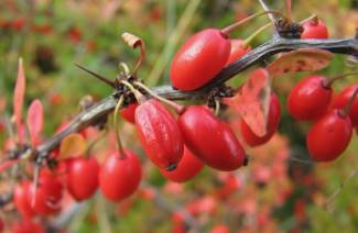 Barberry - נטיעה וטיפול