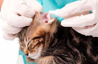 Gouttes pour les chats