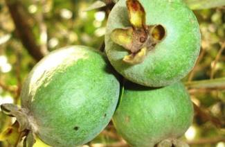 Χρήσιμες ιδιότητες του feijoa
