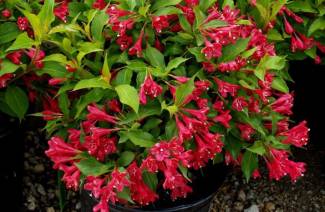 Weigela
