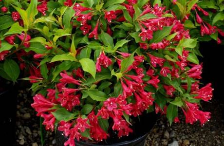 Weigela