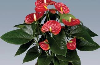 Fleur bonheur masculin